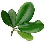 100 Ml Bay Laurel Essential Oil 3 100 Ml Bay Laurel Essential Oil