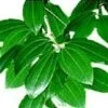 1 Kg Cinnamon Leaf Essential Oil -Carot Cosmetic Shop cinnamon leaf S 20131210