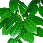 1 Kg Cinnamon Leaf Essential Oil
