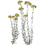 6 Ml Cape Helichrysum Essential Oil