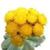 6 Ml Helichrysum Essential Oil 1 6 Ml Helichrysum Essential Oil -Carot Cosmetic Shop helichrysum S 20131108
