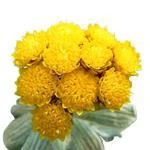 6 Ml Helichrysum Essential Oil
