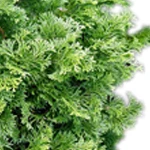 30 Ml Hinoki Essential Oil