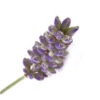17 Ml Lavender French Essential Oil 1 17 Ml Lavender French Essential Oil -Carot Cosmetic Shop lavender 1