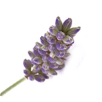 100 Ml Lavender Australian (Tasmanian) Oil
